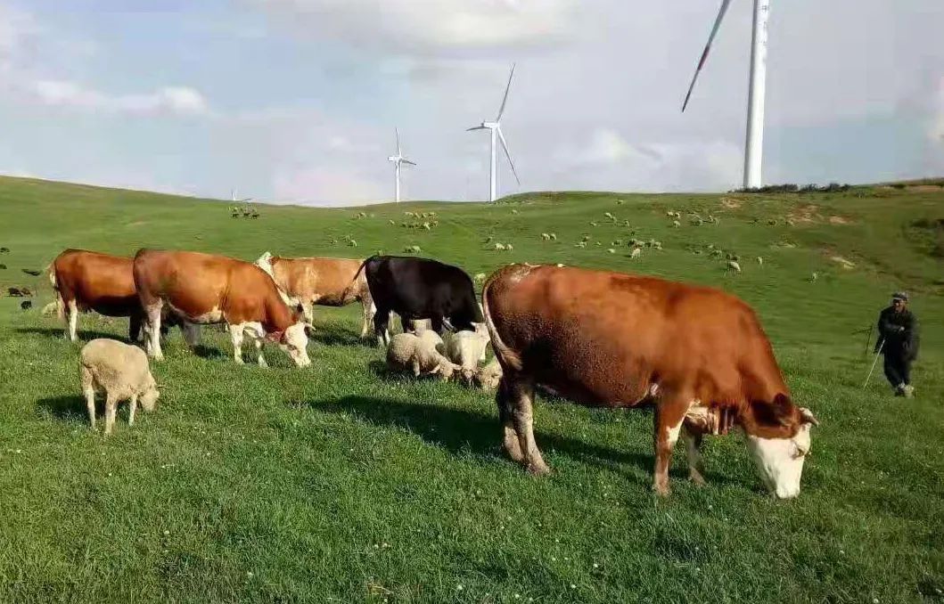 管绍刚养殖合作社牧场