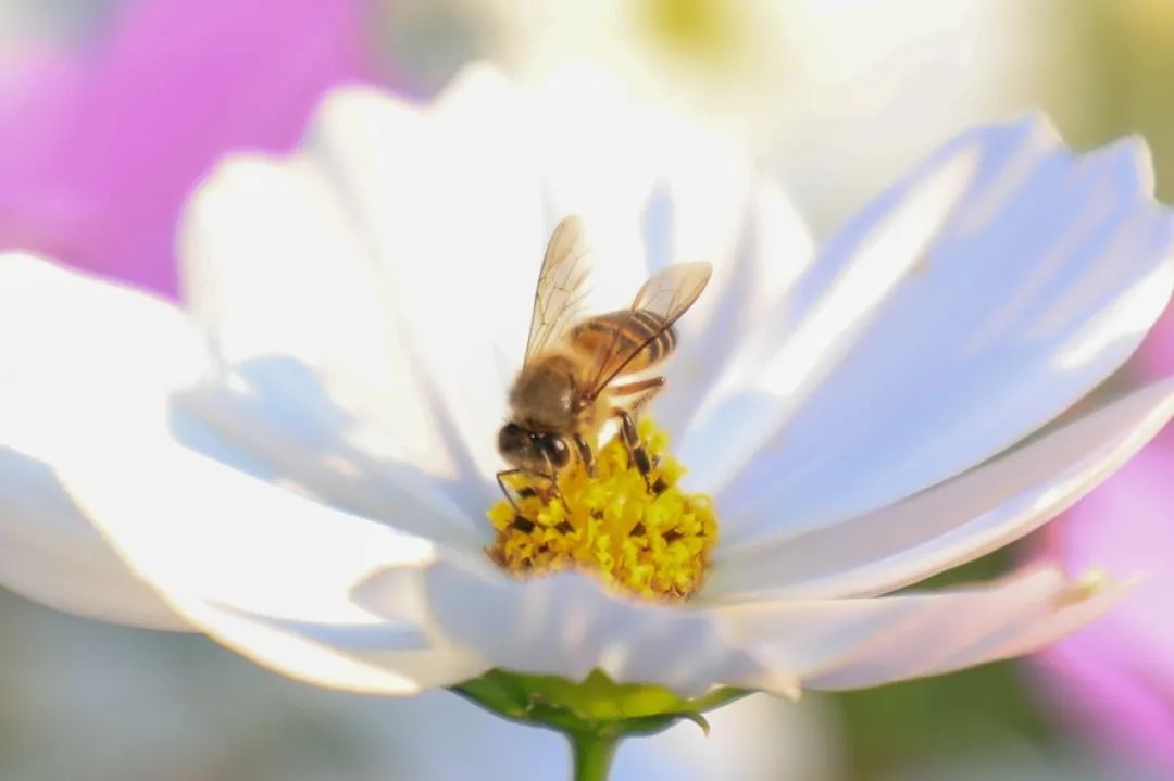 不仅是暨南学子在勤奋读书暨南园里的小蜜蜂们也时常飞舞于各大花丛中