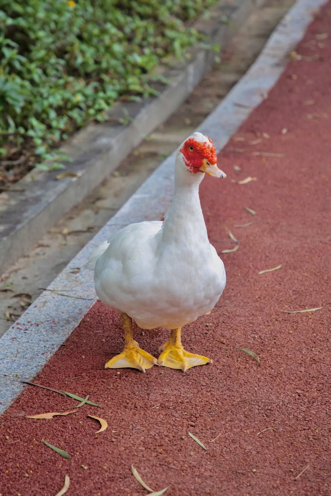 小科普番鸭又称美洲香醇雁,麝香鸭,原产于南美洲,于1997年引进我国