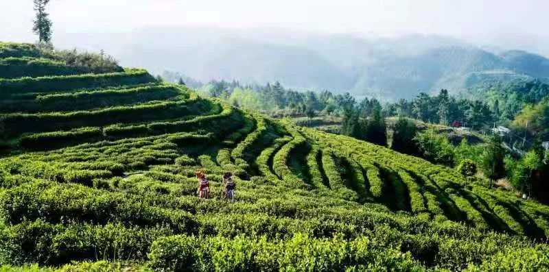 雾翠茗香生态农业开发有限公司茶场