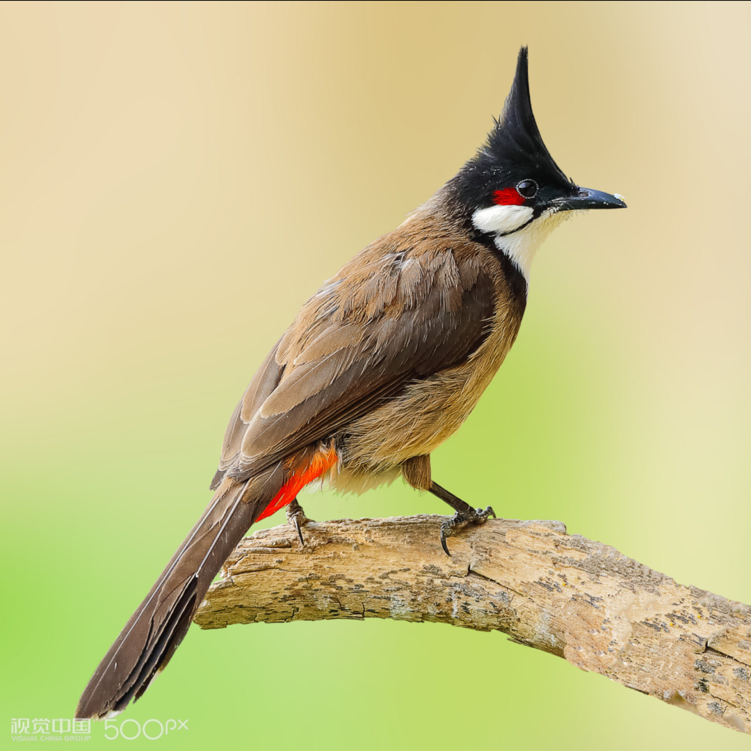 校园里的芦苇丛红耳鹎出没地点:石牌校区路灯,草地上伯劳,俗称胡不拉