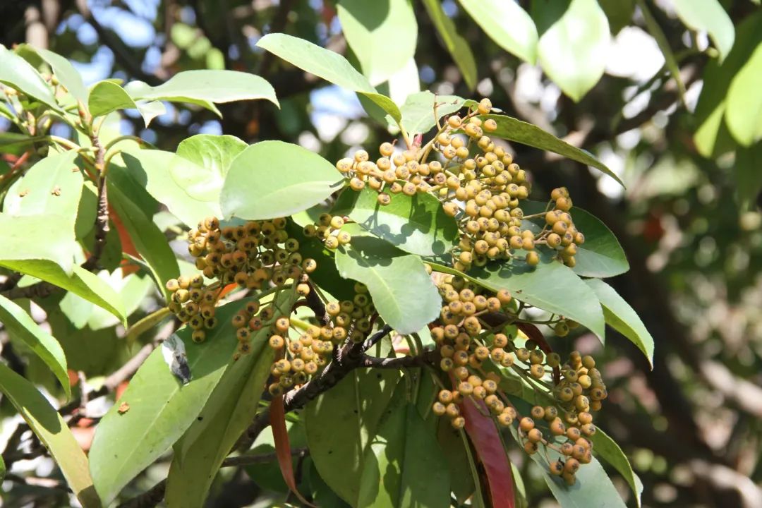 请叫我湖北果园大学