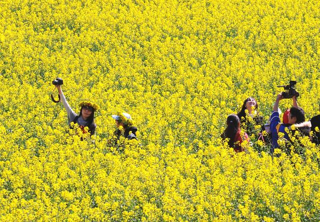 云南罗平惊现彩色油菜花海 五彩缤纷春色魅人