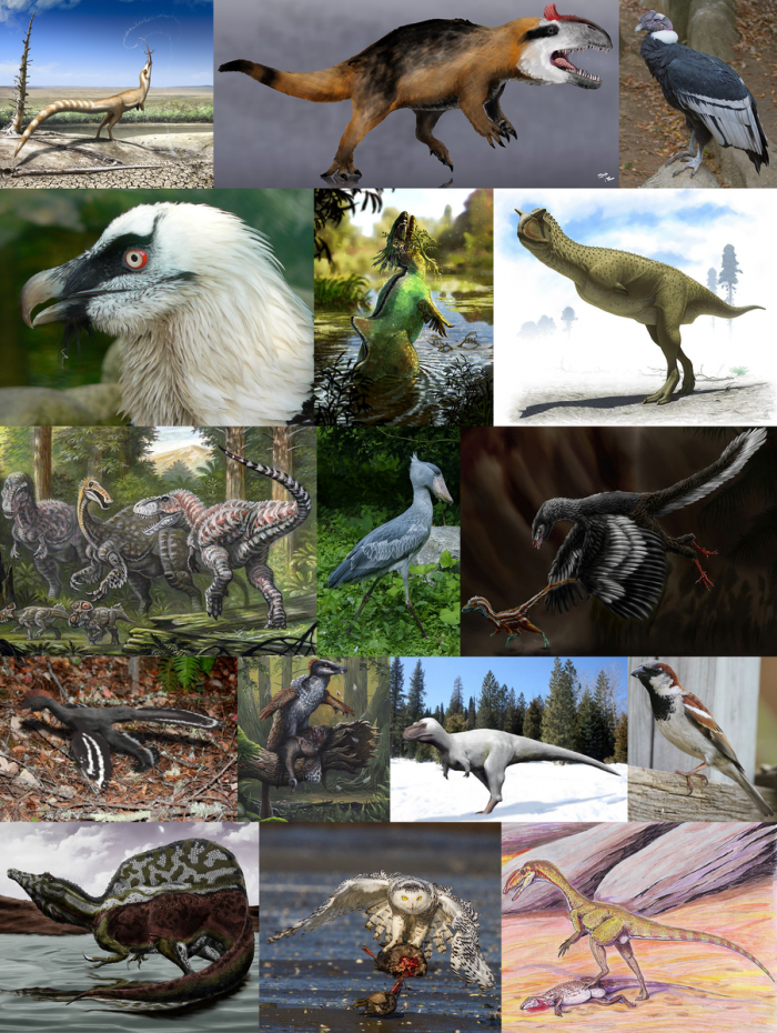 是的|古生物学|羽毛_新浪科技_新浪网