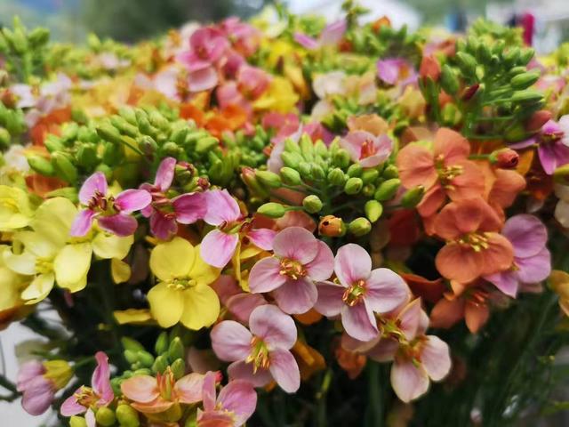 云南罗平惊现彩色油菜花海 五彩缤纷春色魅人