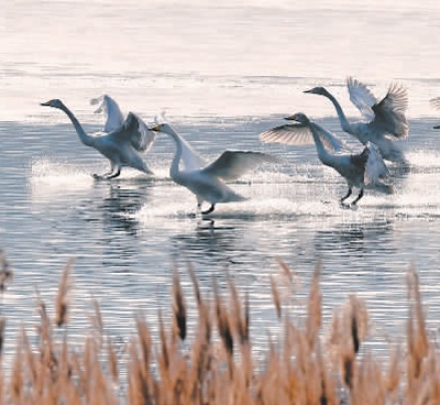 河南省三门峡市大力推进黄河湿地生态建设，来此越冬的白天鹅数量逐年增加。 　　新华社记者 朱 祥摄
