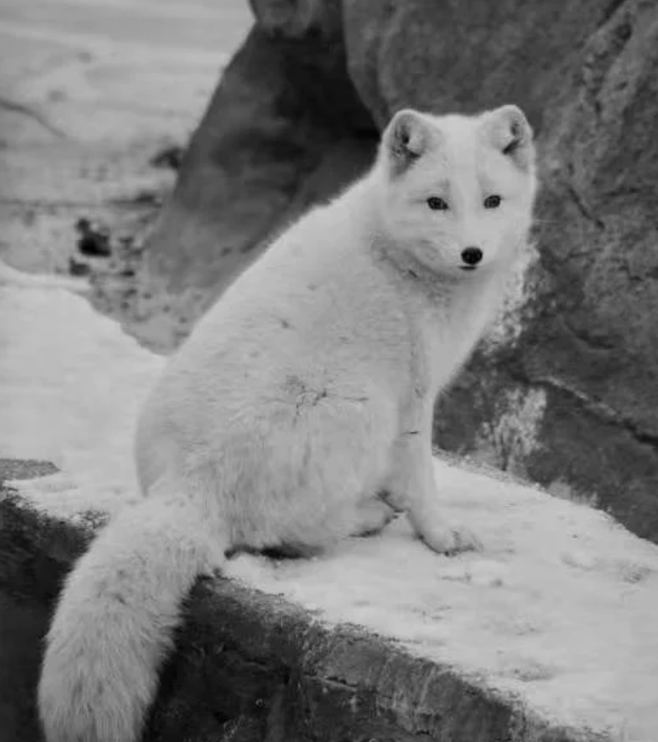 北京近日频频出现狐狸竟是这个原因专家这种行为或触犯法律