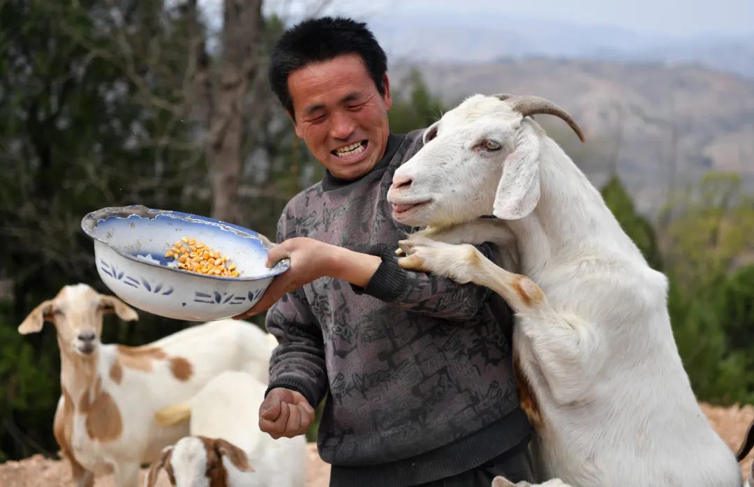 2019年3月27日,在河南省卢氏县沙河乡果角村,村民任当锋在喂羊.