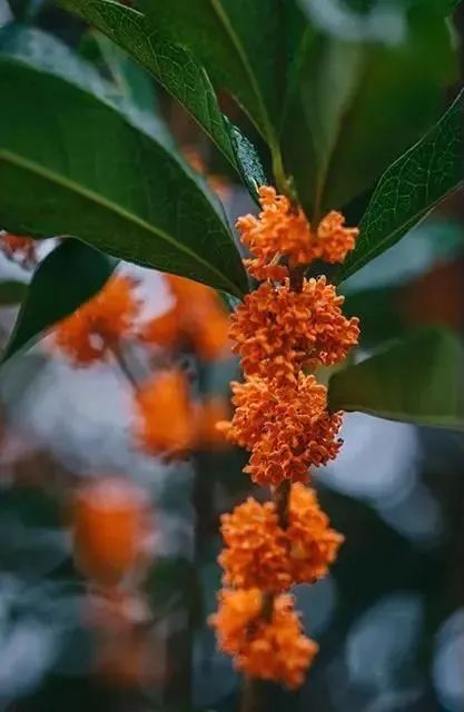 冷峻深冬 还好能饮桂花茶 新浪财经 新浪网