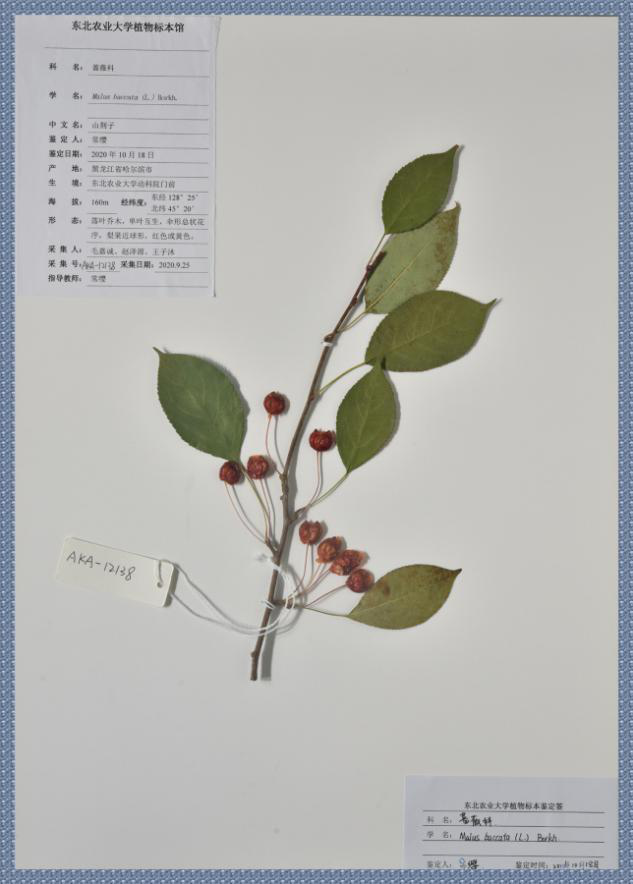 东农的生物标本制作大赛,你不好奇看看吗|一等奖|生物_新浪新闻