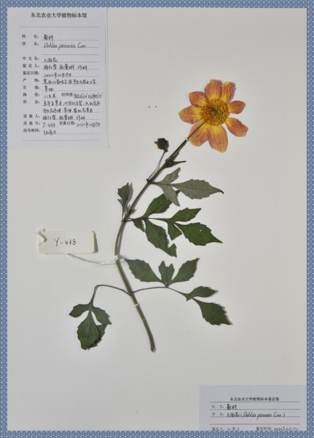大学生植物标本大赛图片