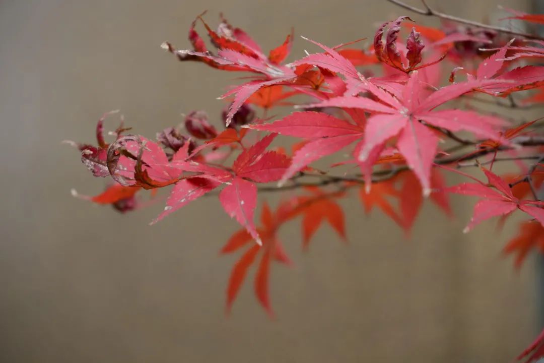 Ustc植物图鉴 与冬日的树木久别重逢 第六期 新浪新闻