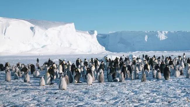 南极洲生存着350多万只企鹅