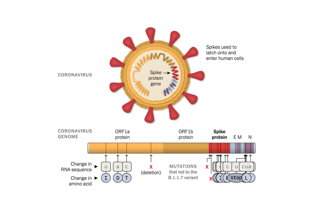 B.1.1.7新冠变种病毒示意图（图片来源：《纽约时报》）