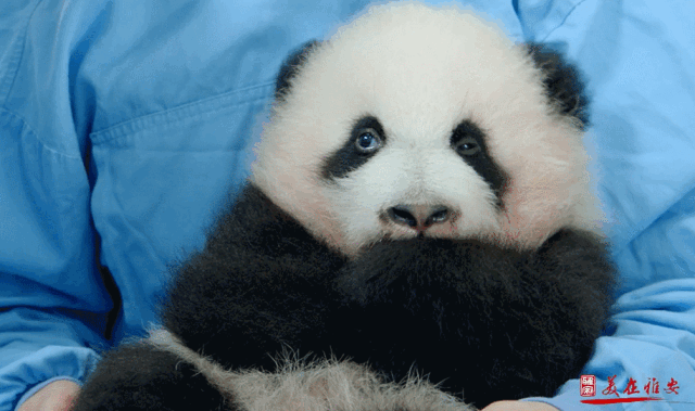 萌萌的大熊猫幼仔。雅安宣传片截图