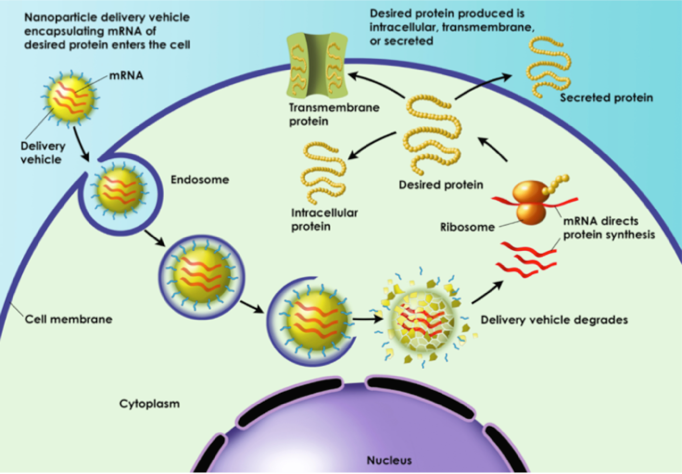 mRNA 疫苗示意图（来源：https://translate.bio/）