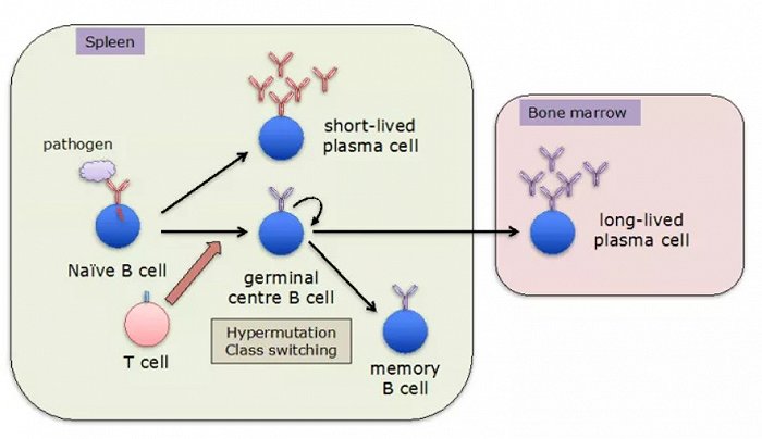 免疫记忆至少持续8个月 最新研究为疫苗保护持久性带来希望