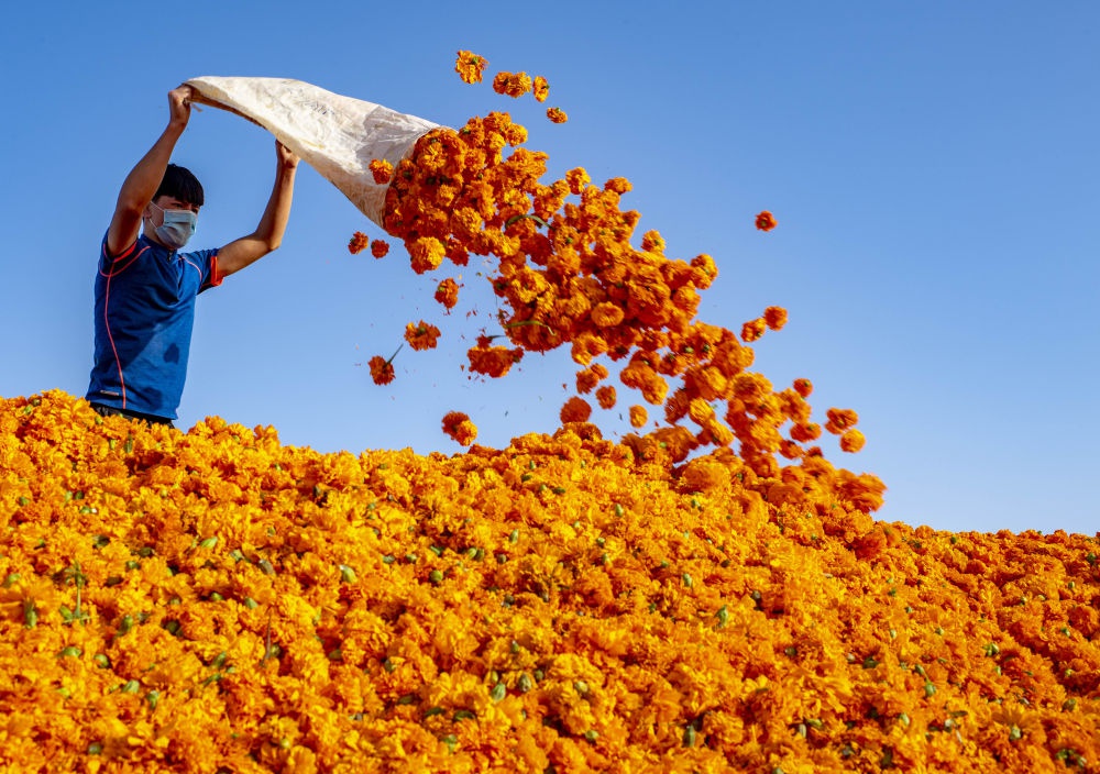 新疆于田县的村民将称重后的万寿菊倒入发酵池（9月20日摄）。新华社记者 胡虎虎 摄