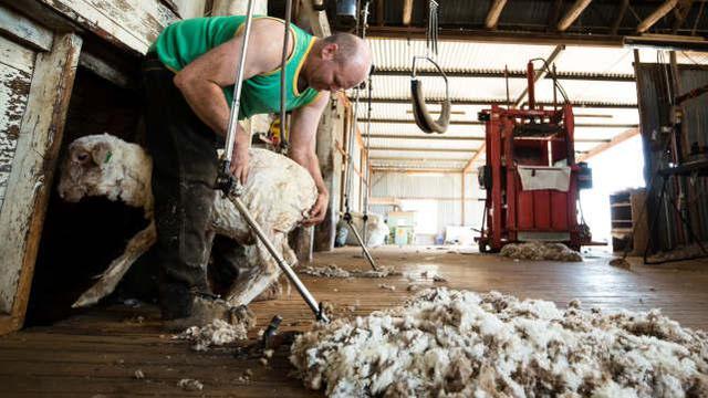 疫情导致劳动力短缺，澳洲羊毛生产商呼吁年轻人剪羊毛