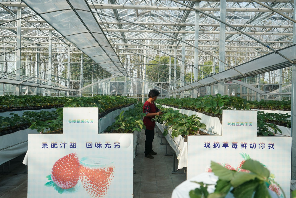  10月29日，在江苏江都现代农业产业园电气化大棚，农民在对草莓进行日常管护。新华社记者 季春鹏 摄