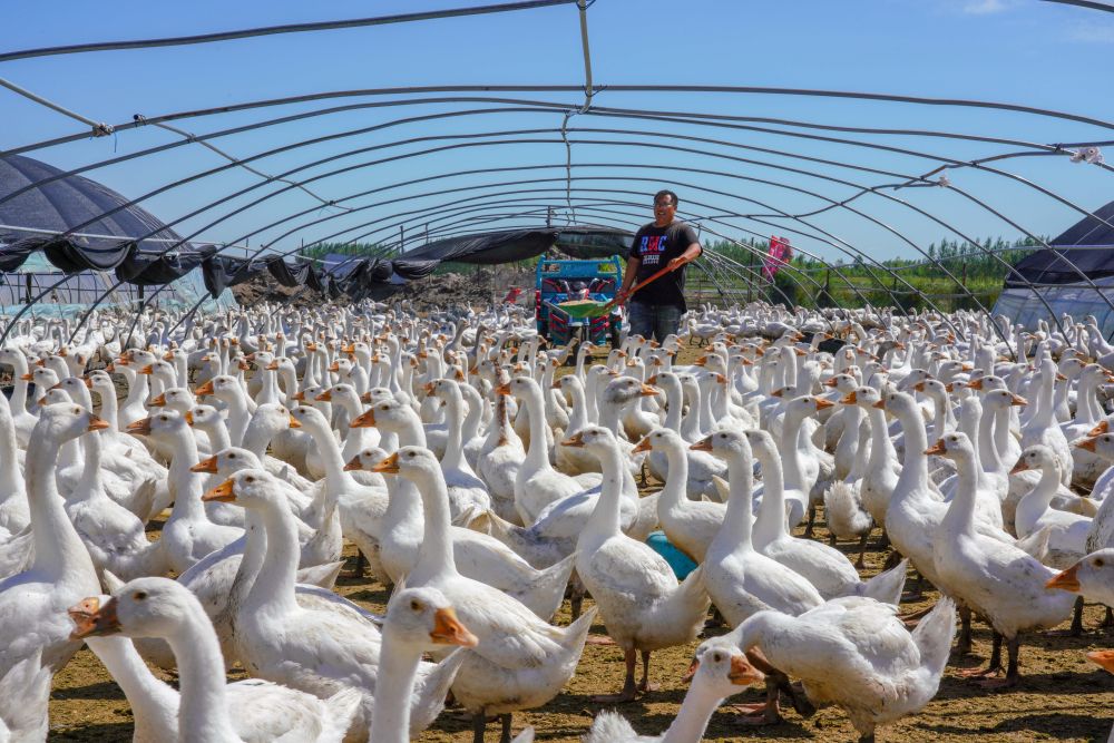 8月12日，在吉林镇赉县黑鱼泡镇岔台村，村民王木尧在投喂鹅饲料。新华社记者 张楠 摄