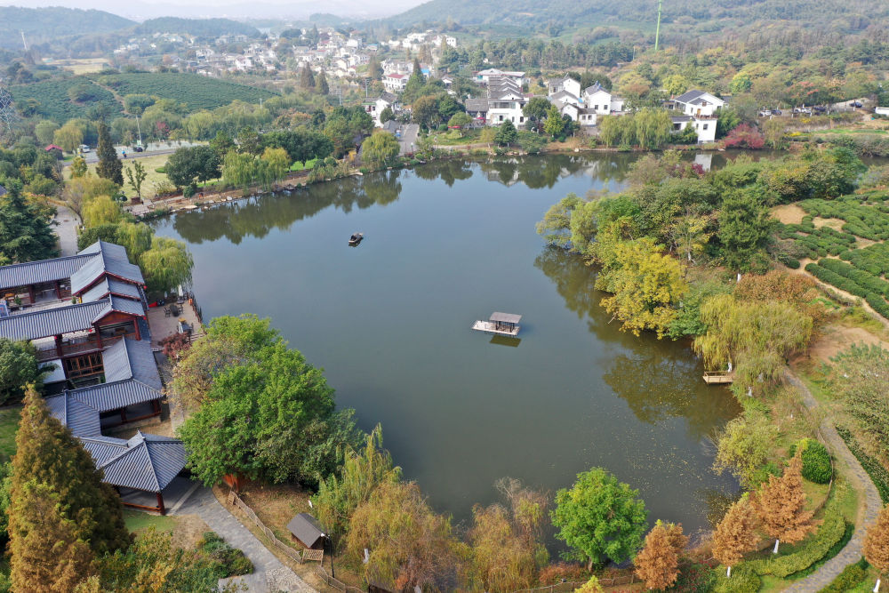 点击打开原图 江苏南京市江宁区黄龙岘茶文化特色村(11月6日摄,无人机照片)。新华社记者 金良快 摄