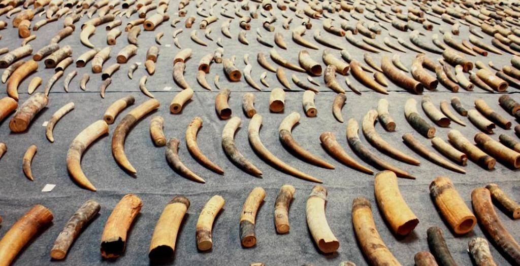 案值超10亿元 国内最大走私象牙案判了