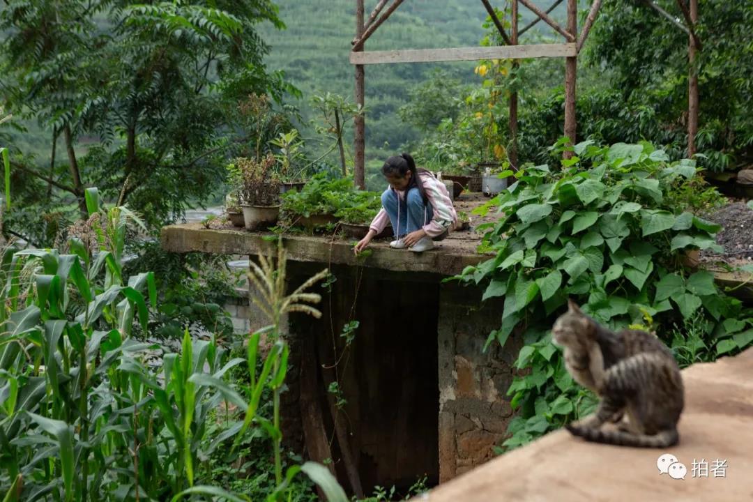 ▲贵州六盘水“摇滚学校”海嘎小学学生龙娇，正在摆弄家里的草莓苗。摄影/新京报记者 陈婉婷