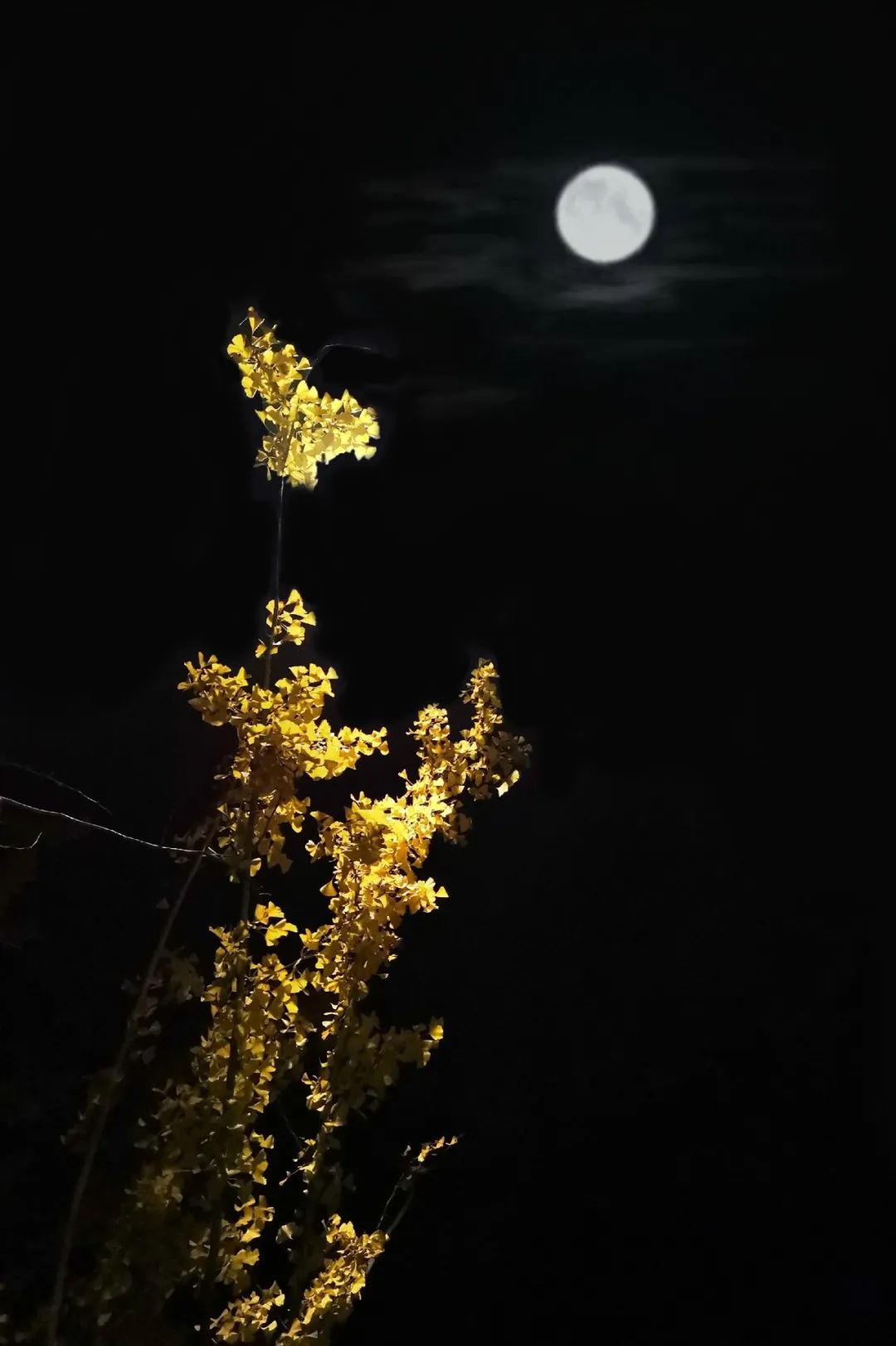 2020的末尾邂逅在湖工大最美的夜你好晚八人