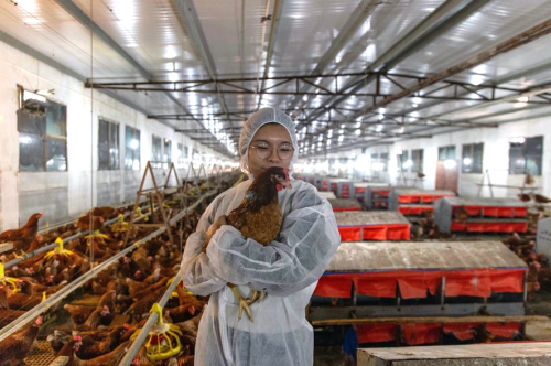 在欧福蛋业的非笼养基地中一名工作人员与蛋鸡合影
