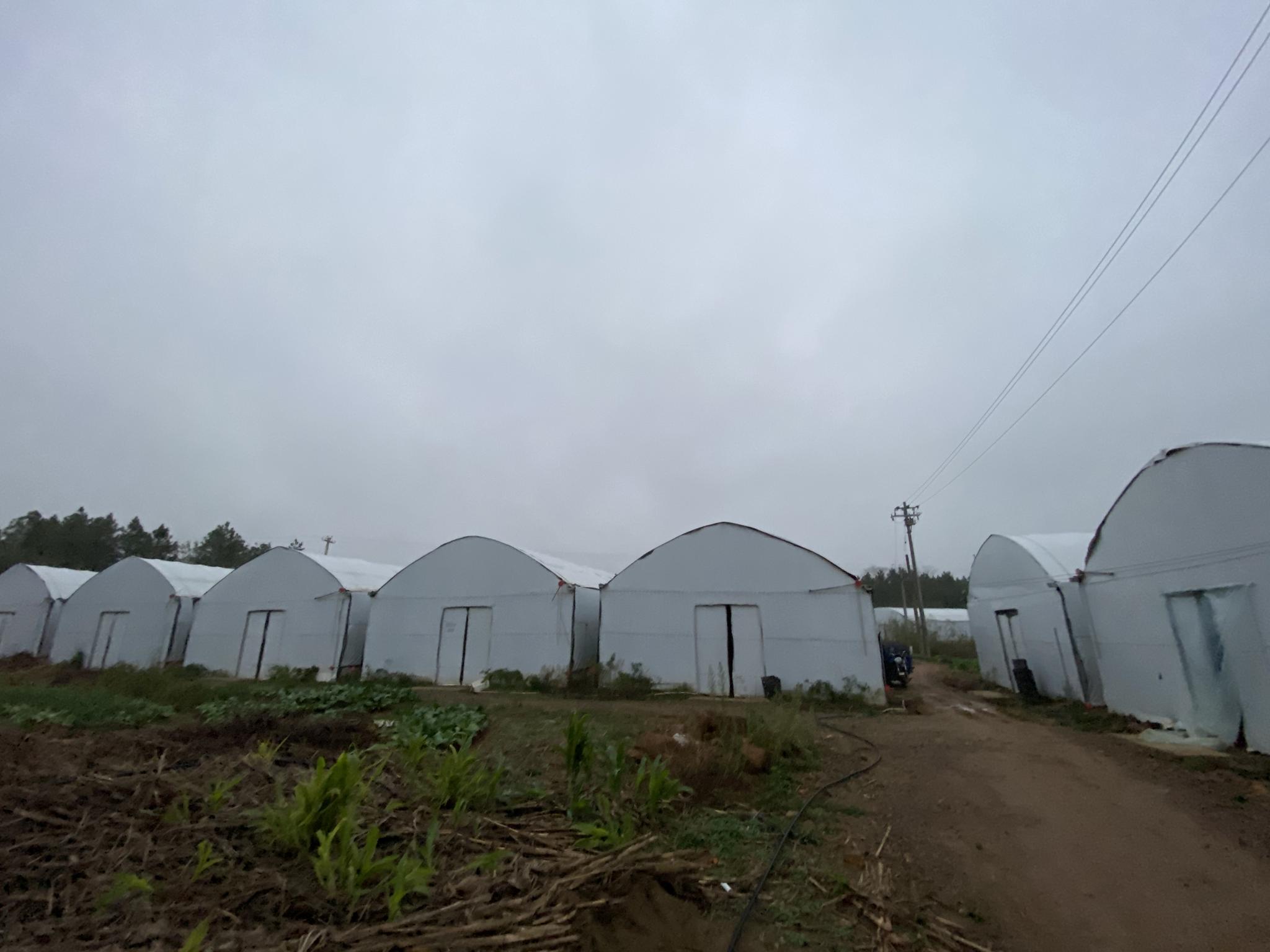 太华村食用菌基地大棚