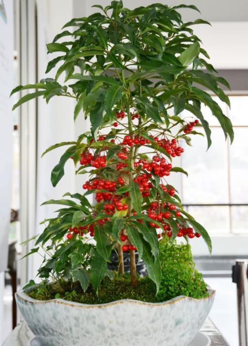 金玉满堂名字喜庆颜值高,过年来一盆太美了,满盆都是红红果子