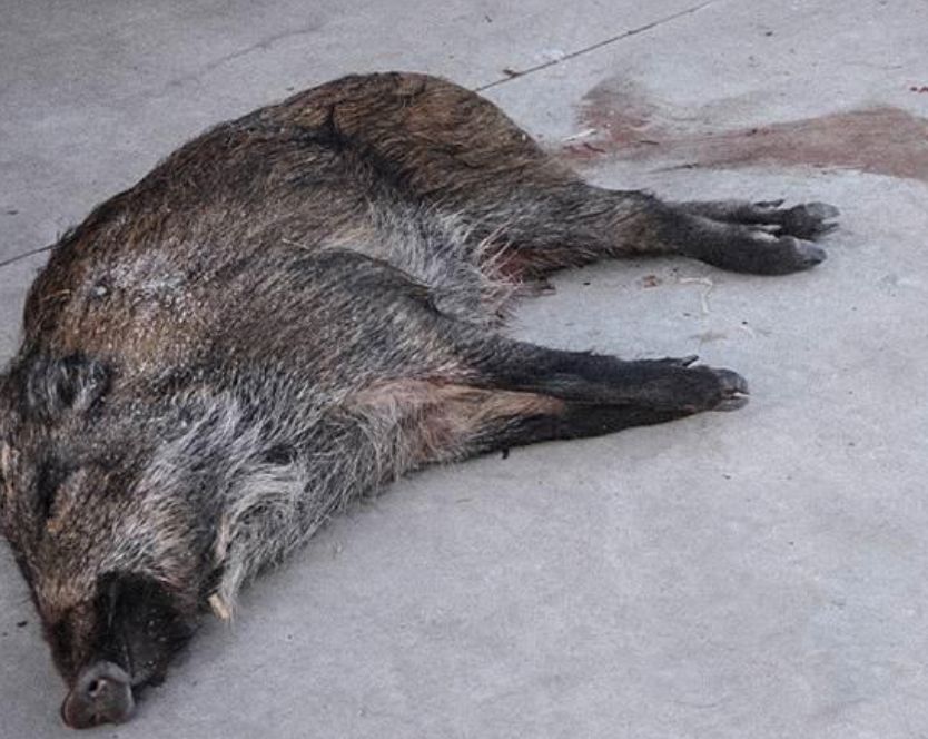 图为被捕猎工具捕杀的野兔和野猪 看到盗猎,售卖野生动物行为,请