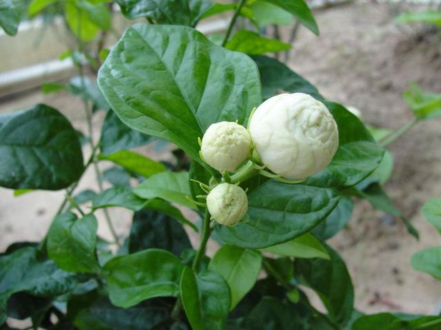 还有一种知名度没有那么高的茉莉花一个有些特别的种类叫做虎头茉莉