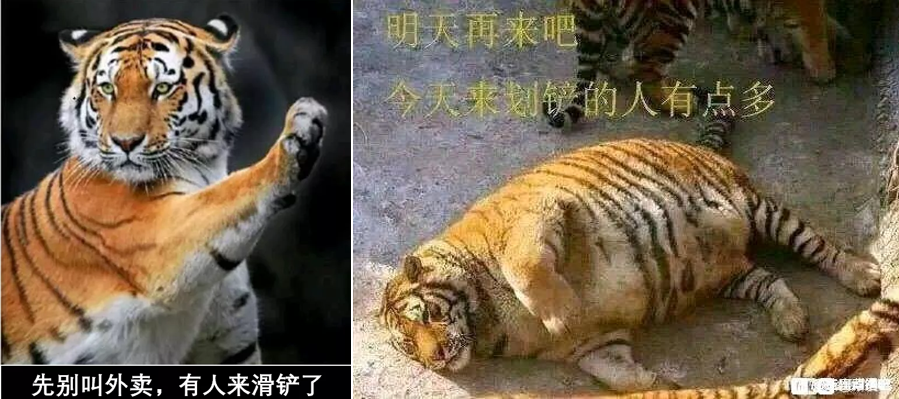 滑铲打虎靠谱吗武松和泰森究竟谁能打死老虎