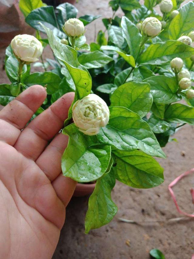 茉莉品种不少有一种茉莉花苞大开花好几瓣名叫虎头茉莉