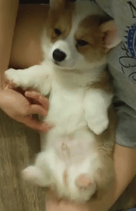 千万别乱摸狗砸,如果你不小心摸到了抖jio开关.