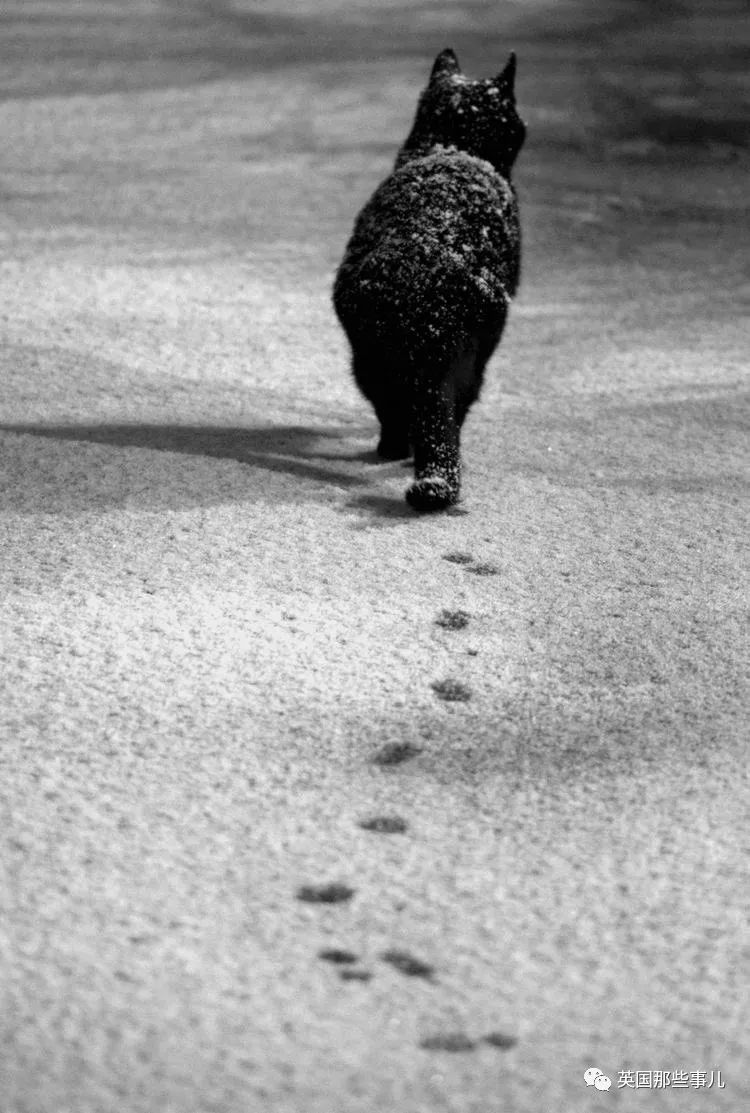 光看喵的脚印就能懂它们为何能轻松行走高处猫咪果然很厉害