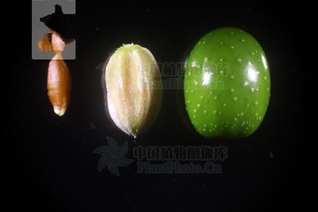 ⑾治蛇咬伤:苦楝树二层皮,韭菜各四两,加米酒半斤,醋四两,炖热放凉后