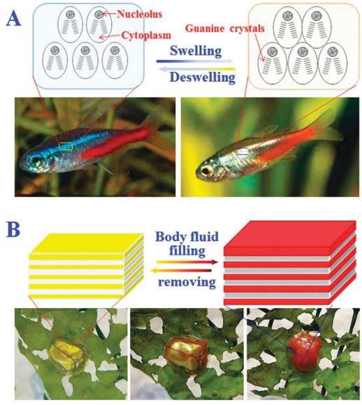 实际上变色龙也是基于这个道理改变颜色的.另外说说研究这个的作用.
