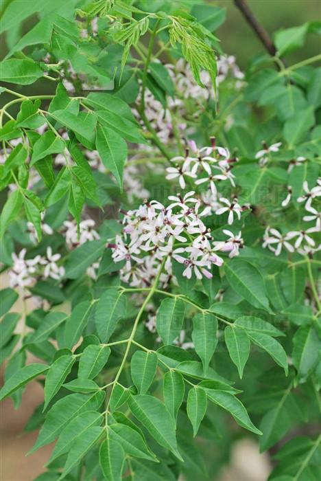 苦楝皮来源产地本品为楝科植物川楝 或楝的干燥树皮及根皮.