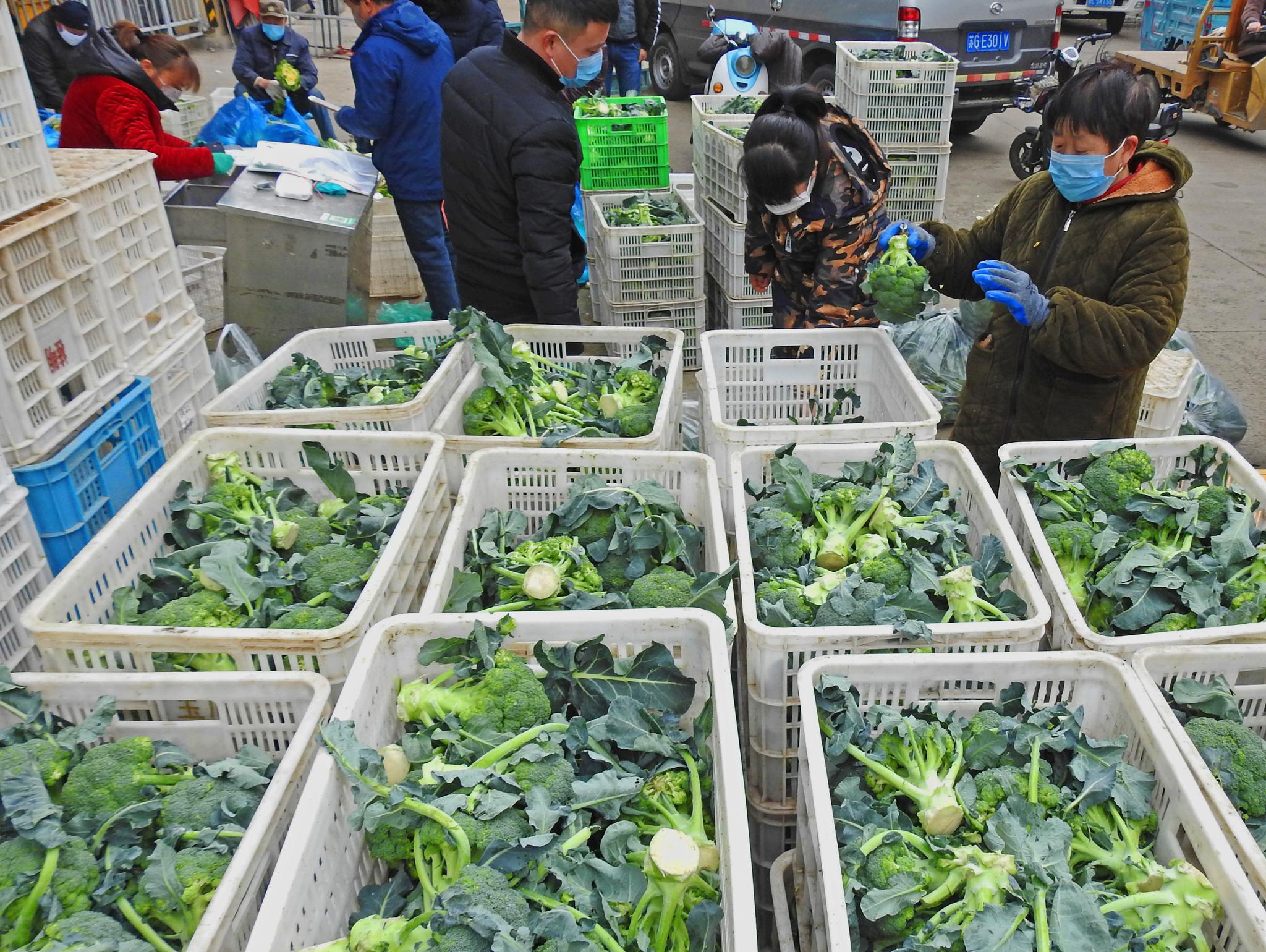 江苏省连云港市农副产品批发市场的商户在整理刚刚运抵的蔬菜