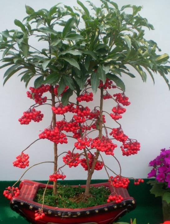 富贵籽全是红果子过年喜庆寓意红火就像红宝石亮眼