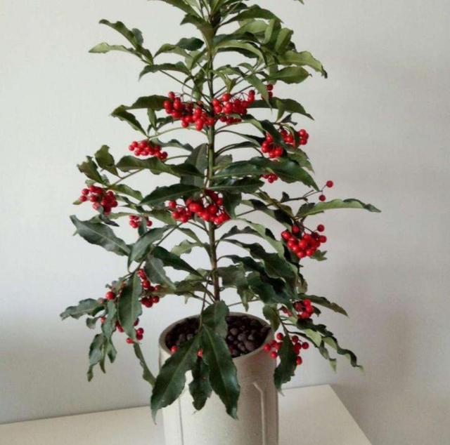 富贵籽全是红果子过年喜庆寓意红火就像红宝石亮眼