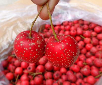 营养师:吃鲜山楂来缓解