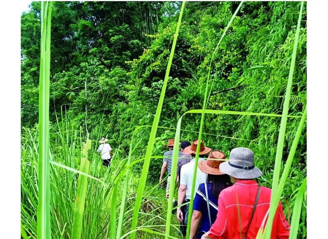 阳春花滩森林公园了解一下