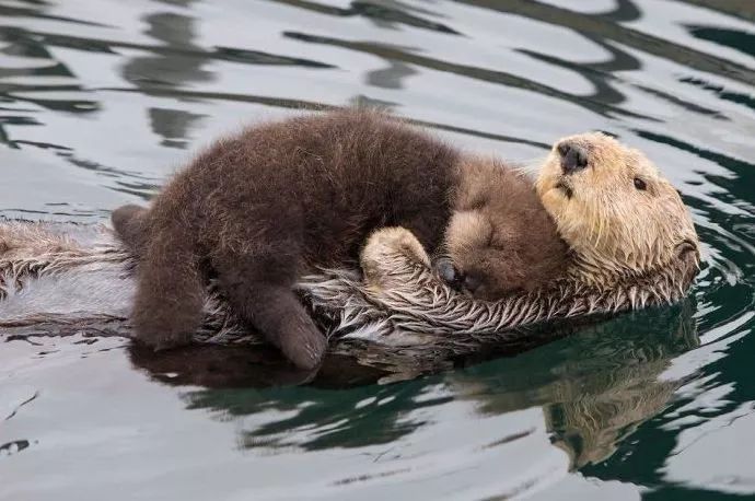 太可爱了惹人怜的海獭宝宝!
