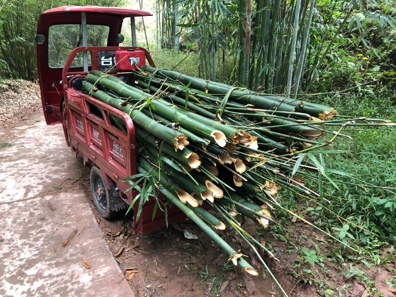 新砍下来的竹子被车拉走