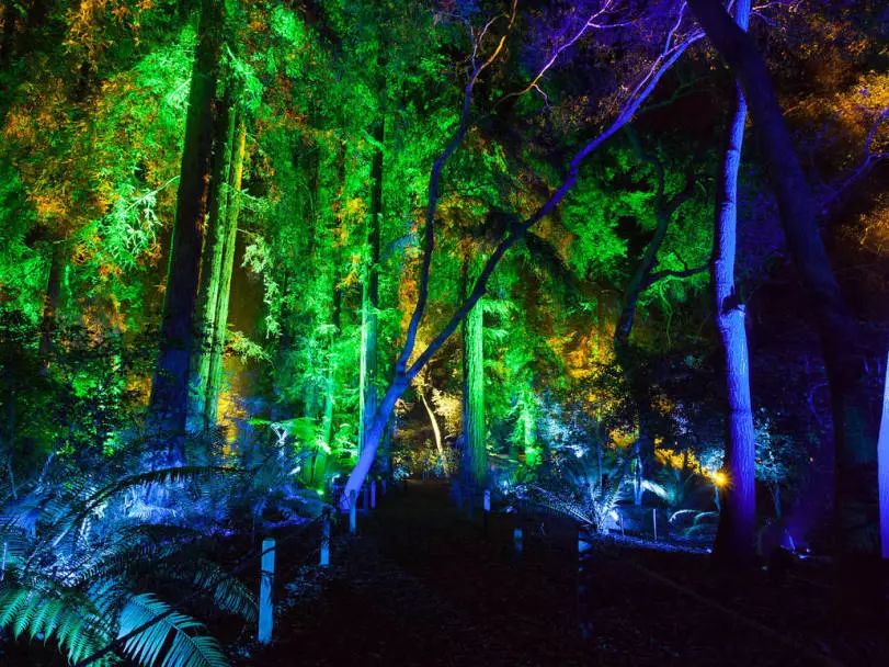 超现实画展,迷幻夜光森林,品酒节