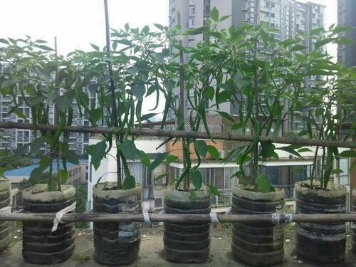 家庭种菜,用10个空油桶,泡沫箱,青菜辣椒收获不停,省钱又好吃